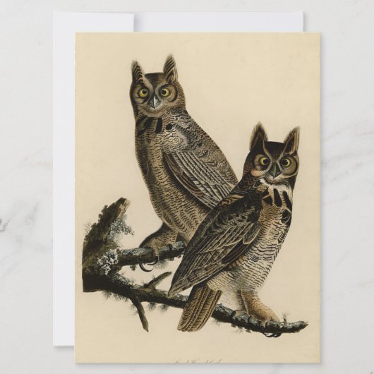 Great Horned Owls (von John James Audubon) Karte (Vorderseite)
