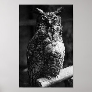 Great Horned Own Poster
