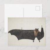 Great Indian Fruit Bat, c.1777-82 Postkarte (Vorne/Hinten)