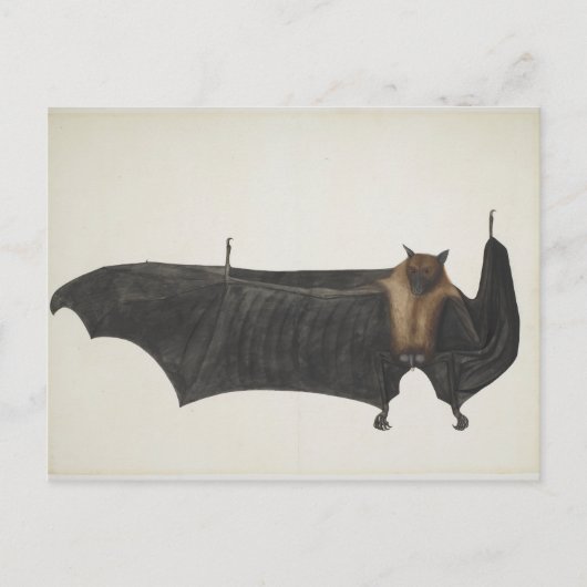 Great Indian Fruit Bat, c.1777-82 Postkarte (Vorderseite)