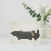 Great Indian Fruit Bat, c.1777-82 Postkarte (Stehend Vorderseite)