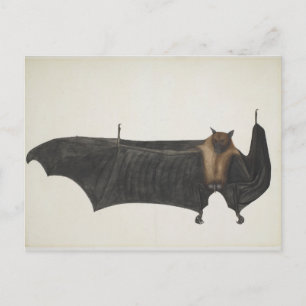 Great Indian Fruit Bat, c.1777-82 Postkarte