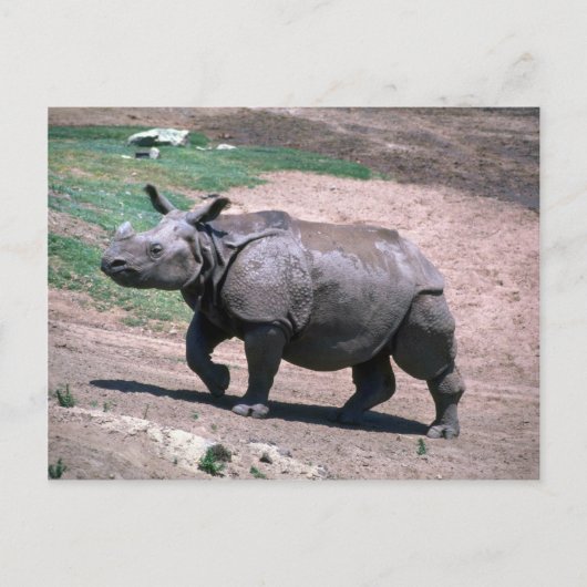 Great Indian One Horned Rhino Postkarte (Vorderseite)