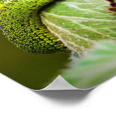 Great Lakes Bush Viper Poster (Ecke)