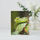 Great Lakes Bush Viper Postkarte (Stehend Vorderseite)