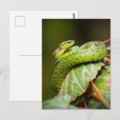 Great Lakes Bush Viper Postkarte (Vorne/Hinten)