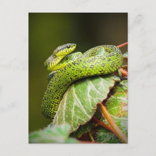 Great Lakes Bush Viper Postkarte (Vorderseite)