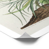 Great Marbled Godwit by Audubon Poster (Ecke)