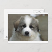 Great Pyrenäen Puppy Postkarte (Vorne/Hinten)