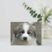 Great Pyrenäen Puppy Postkarte (Stehend Vorderseite)