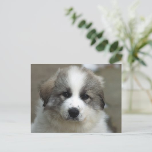 Great Pyrenäen Puppy Postkarte (Stehend Vorderseite)