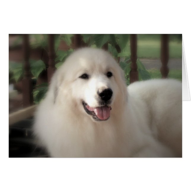 Great Pyrenees Card - "Hübsch Zoe" NF (Vorderseite (Horizontal))