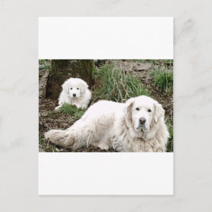 Great Pyrenees Dog and Puppy Postkarte