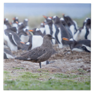 Great Skua in front of penguin colony Fliese