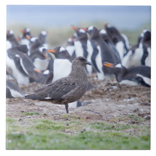 Great Skua in front of penguin colony Fliese (Vorderseite)