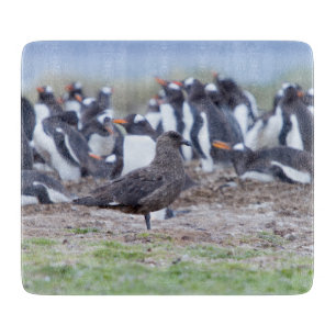 Great Skua in front of penguin colony Schneidebrett