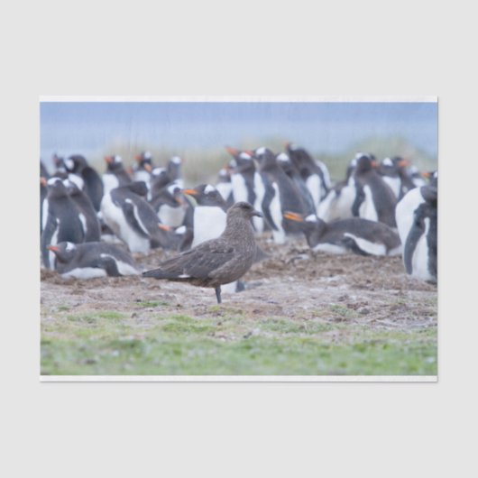 Great Skua in front of penguin colony Seidenpapier (Vorderseite)