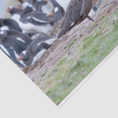 Great Skua in front of penguin colony Seidenpapier (Ausschnitt)