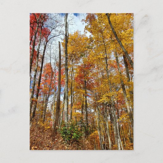Great Smoky Mountains National Park Fall Foliage Postkarte (Vorderseite)