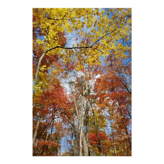 Great Smoky Mountains National Park Herbstlaube Poster (Vorderseite)