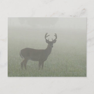 Great Smoky Mountains National Park, Tennesse, Postkarte
