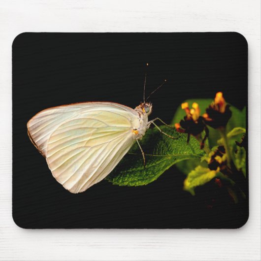Great Southern White auf grünen Blätter Mousepad (Vorne)