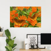 Great Spangled Fritillaries on Butterfly Milkweed Poster (Heimbüro)
