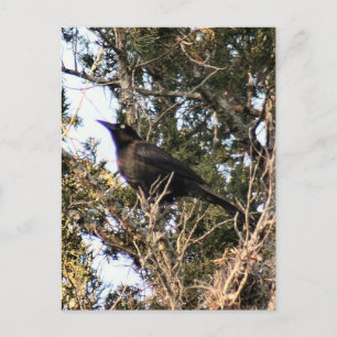 Great Tails Grackle Foto Postcard Postkarte