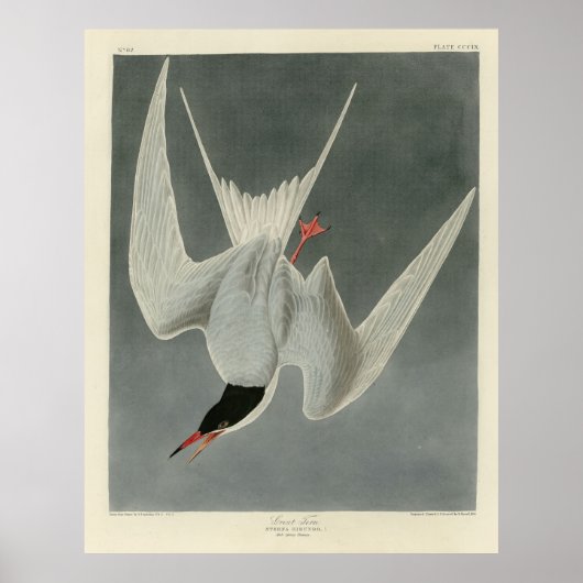 Great Tern, Common Tern - Audubon Birds of America Poster (Vorne)