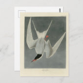 Great Tern, Common Tern - Audubon Birds of America Postkarte (Vorne/Hinten)