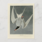 Great Tern, Common Tern - Audubon Birds of America Postkarte (Vorderseite)