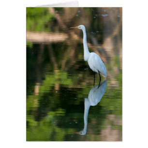 Great White Egret