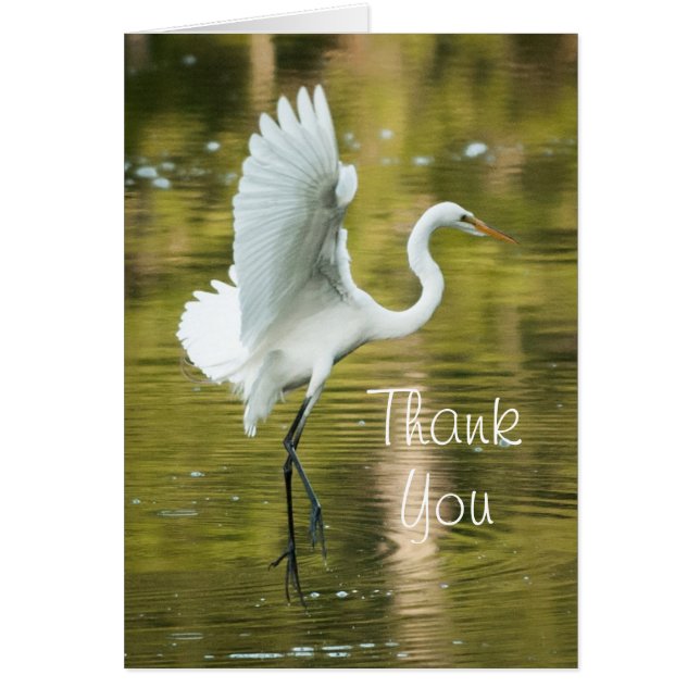 Great White Egret (Vorne)