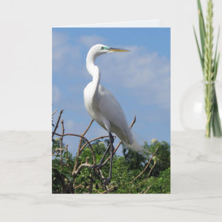 Great White Egret (0848) Karte