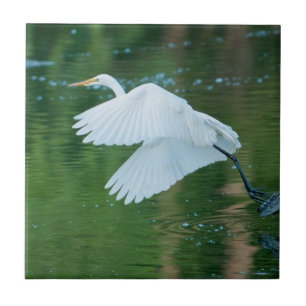 Great White Egret Fliese