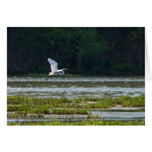 Great White Egret Flying (Vorderseite (Horizontal))