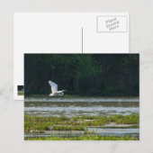Great White Egret Flying Postkarte (Vorne/Hinten)