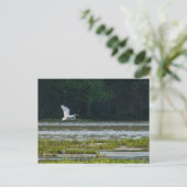 Great White Egret Flying Postkarte (Stehend Vorderseite)