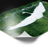 Great White Egret Fotodruck (Ecke)