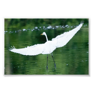 Great White Egret Fotodruck