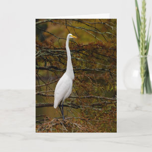 Great White Egret Herbstlaubs Grußkarte Karte