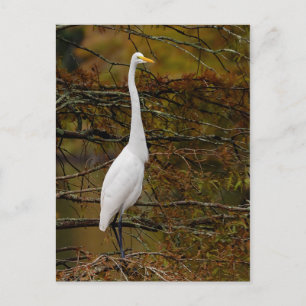 Great White Egret Herbstlaubs Postcard Postkarte