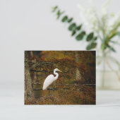 Great White Egret in Herbstfarben Postcard Postkarte (Stehend Vorderseite)