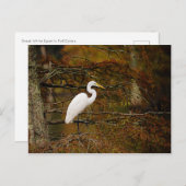 Great White Egret in Herbstfarben Postcard Postkarte (Vorne/Hinten)