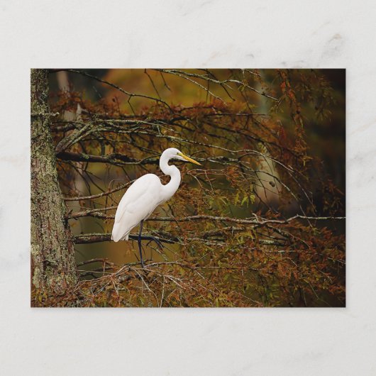 Great White Egret in Herbstfarben Postcard Postkarte (Vorderseite)