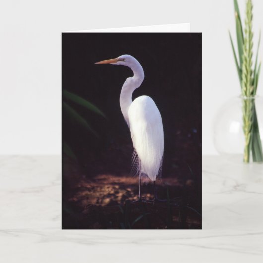 Great White Egret Karte (Vorderseite)