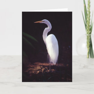 Great White Egret Karte