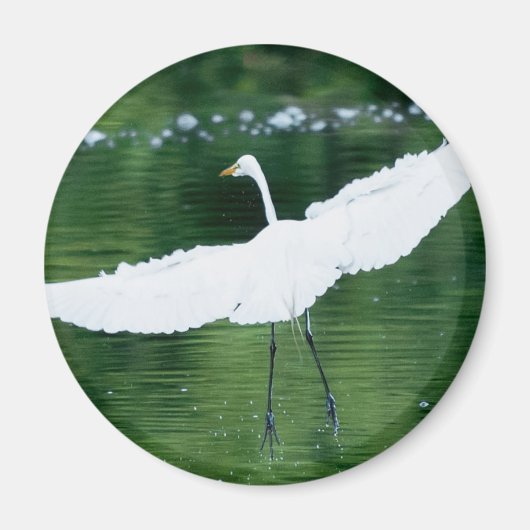 Great White Egret Magnet (Vorne)