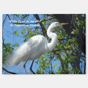 Great White Egret Magnet