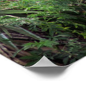 Great White Egret Mating Dance Poster (Ecke)